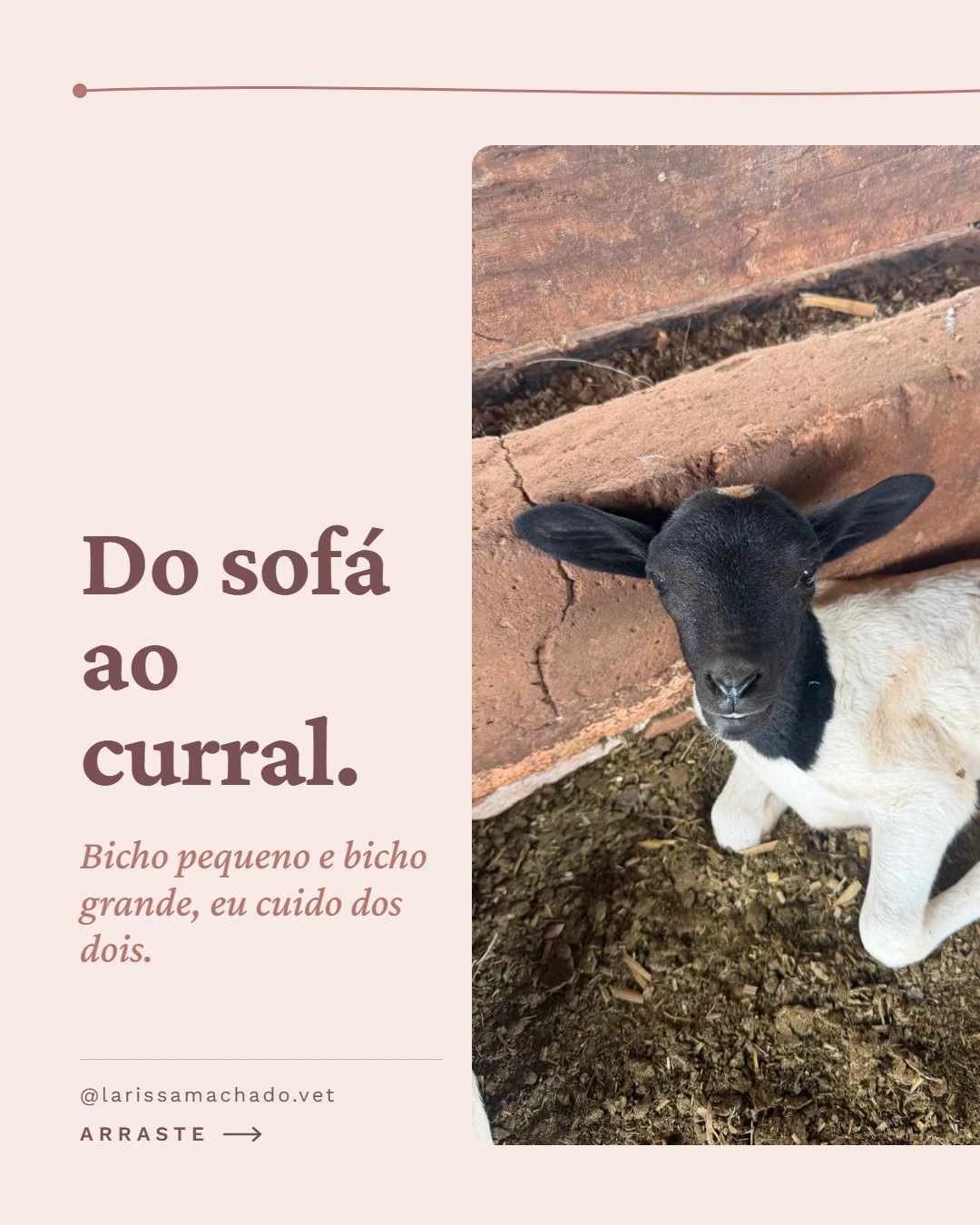 Carrossel de Instagram para médica veterinária (Larissa Machado), slide 1