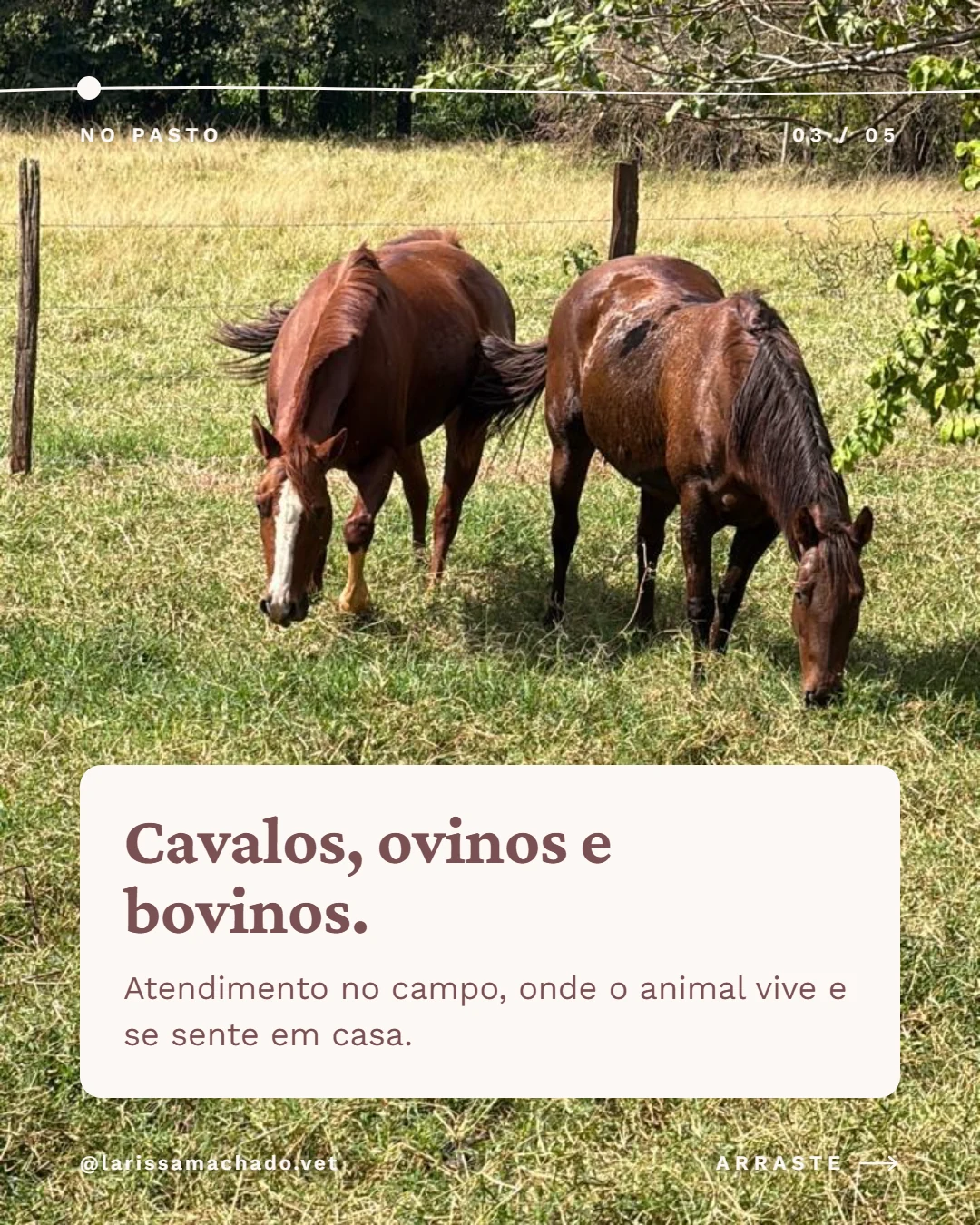 Carrossel de Instagram para médica veterinária (Larissa Machado), slide 3