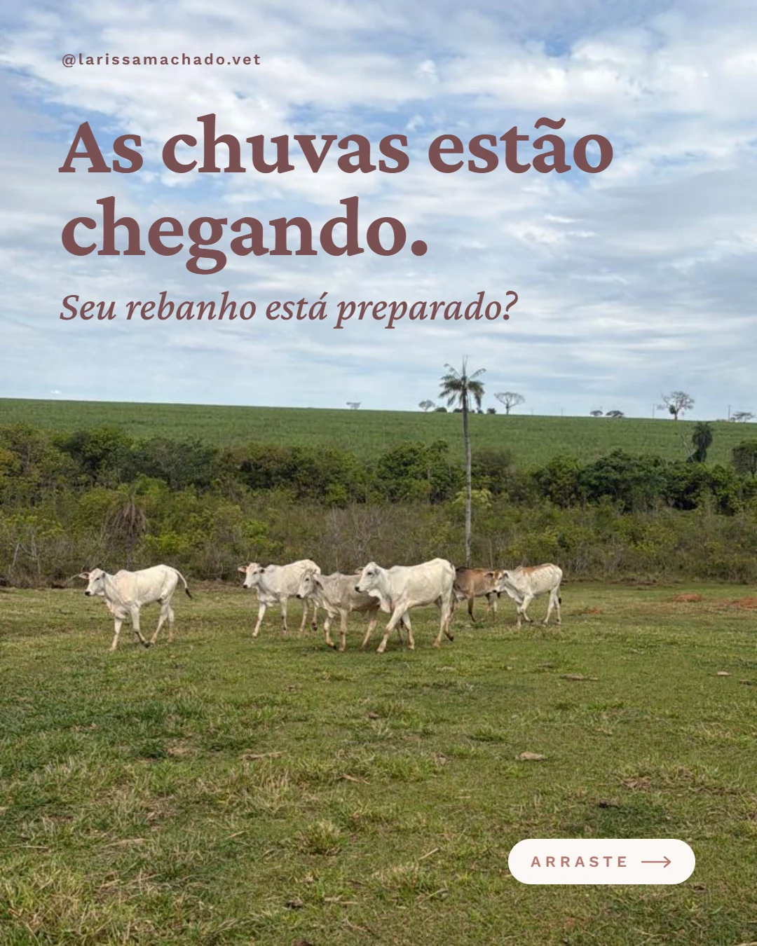 Carrossel de Instagram para médica veterinária (Larissa Machado), slide 1