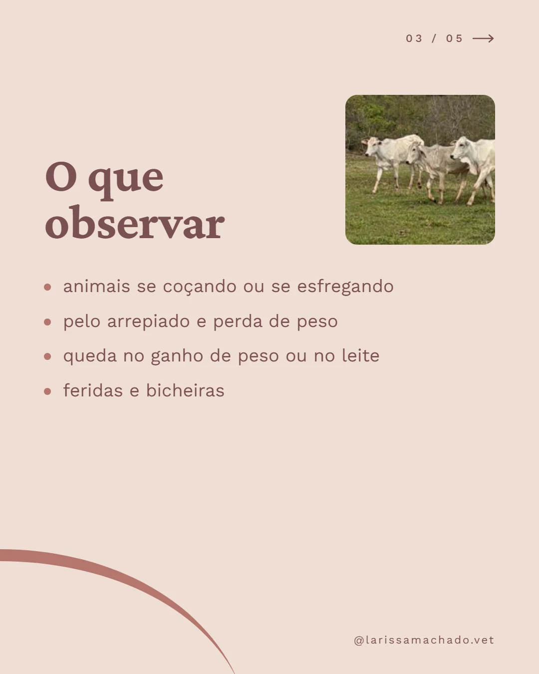 Carrossel de Instagram para médica veterinária (Larissa Machado), slide 3